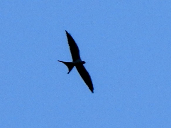 Swallow-tailed Kite - ML640425979