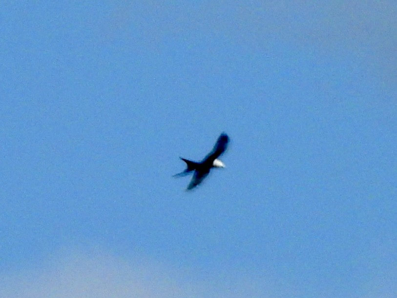 Swallow-tailed Kite - ML640425983