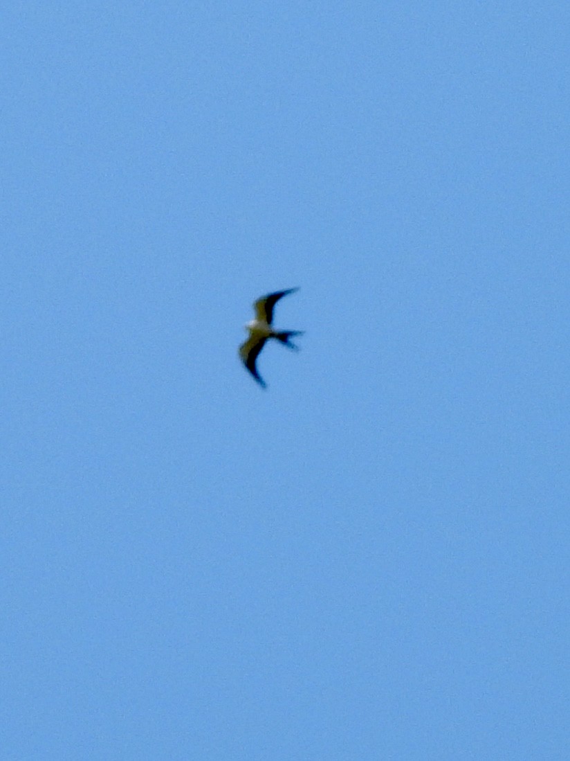 Swallow-tailed Kite - ML640425984