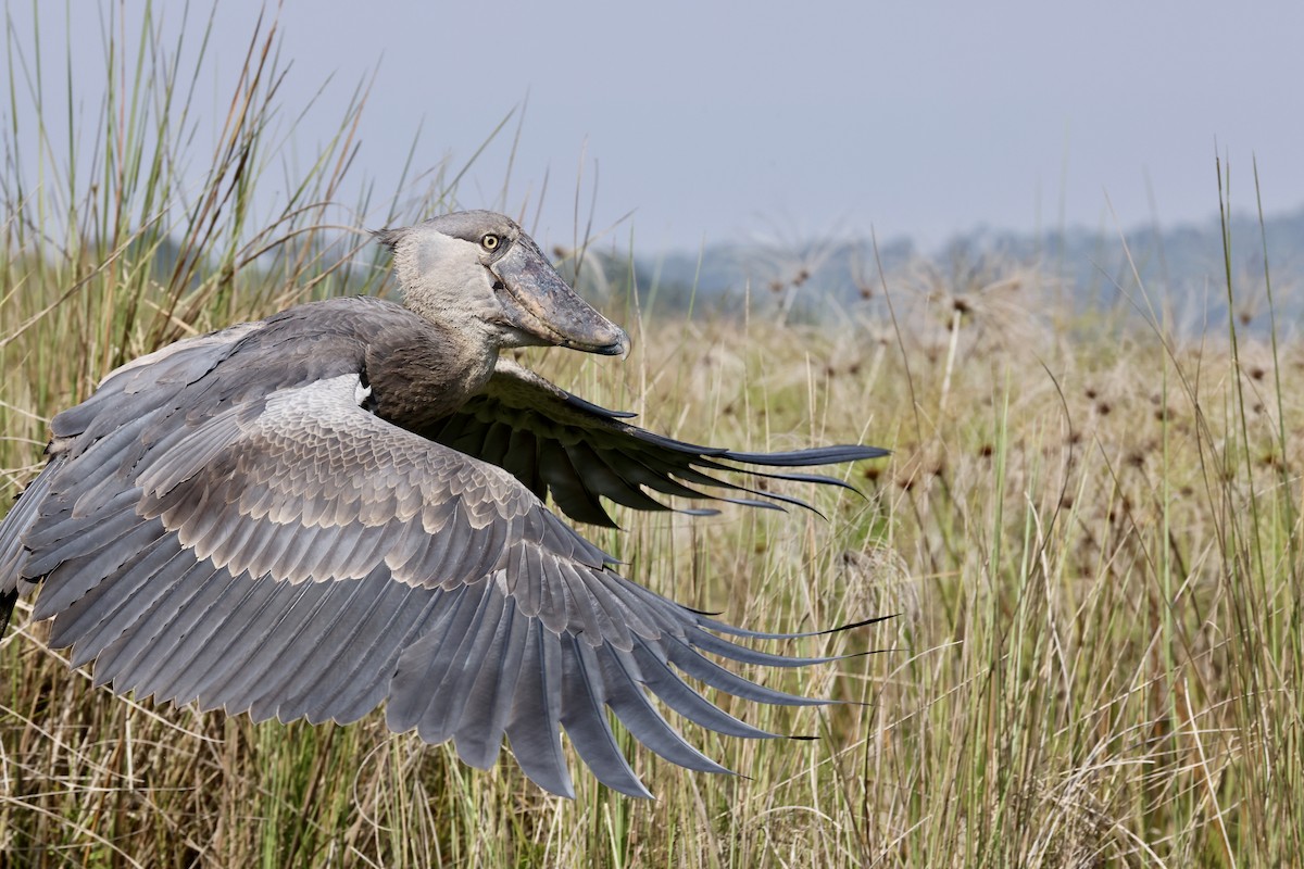 Shoebill - ML640425997