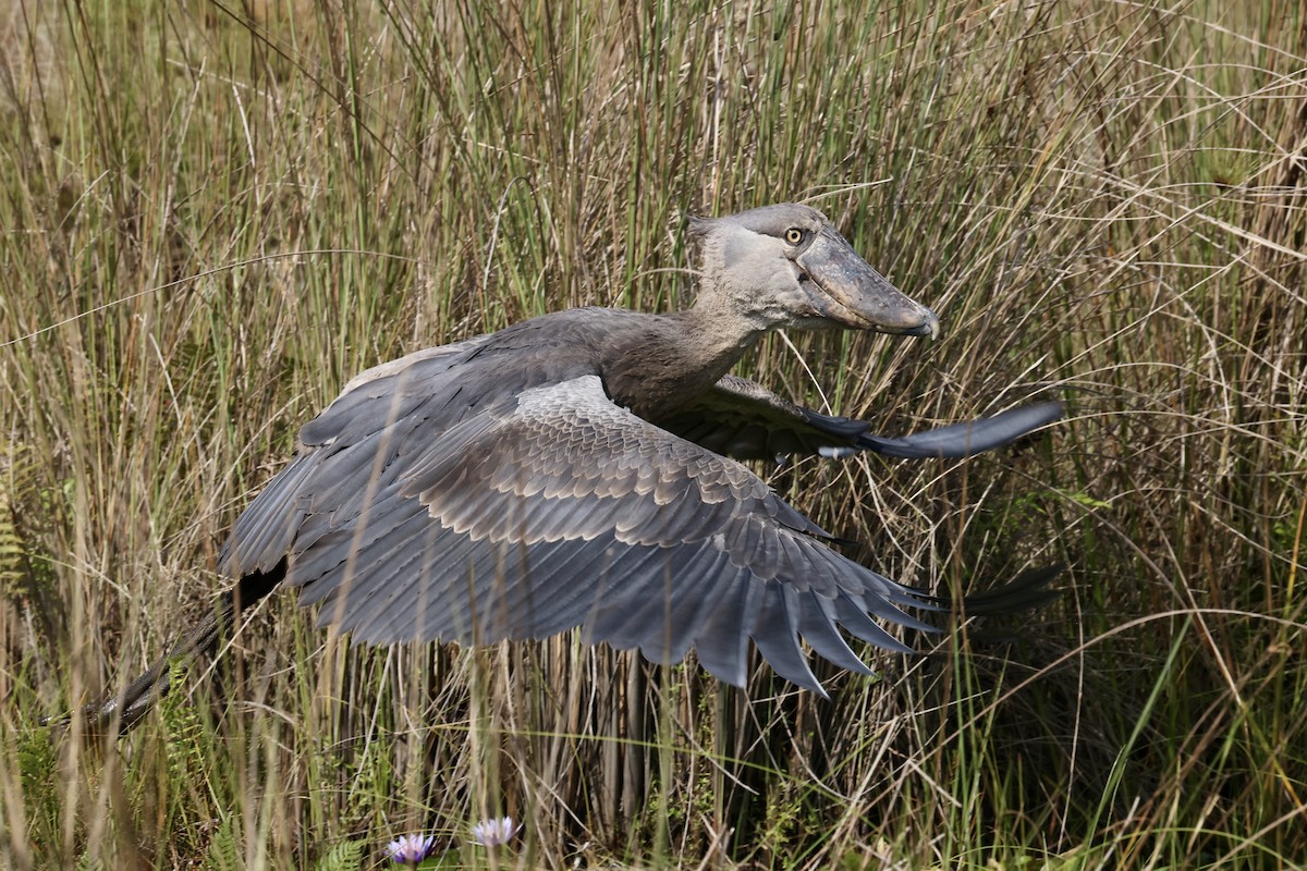 Shoebill - ML640425998