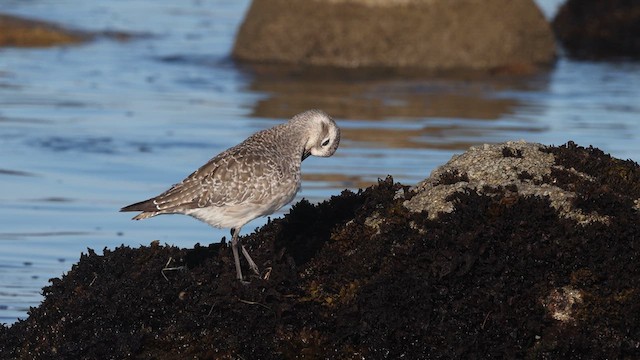 Black-bellied Plover - ML640426019