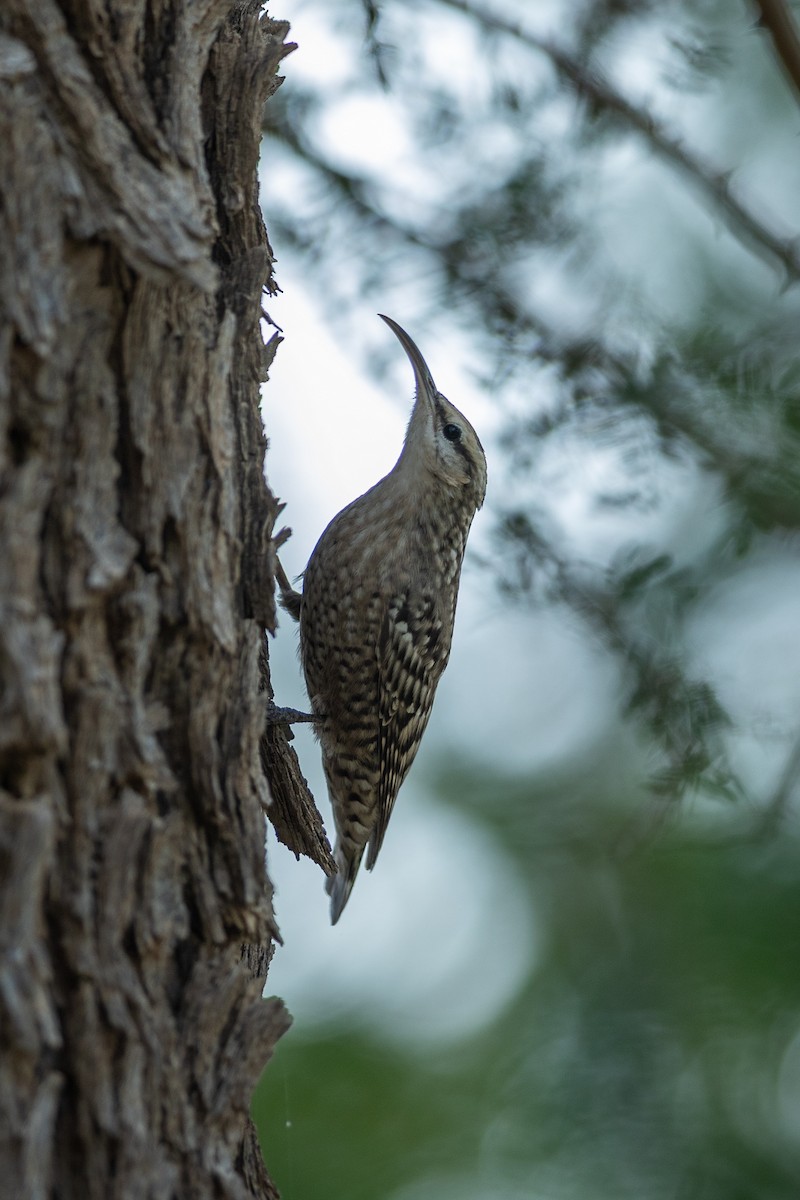 Indian Spotted Creeper - ML640426033
