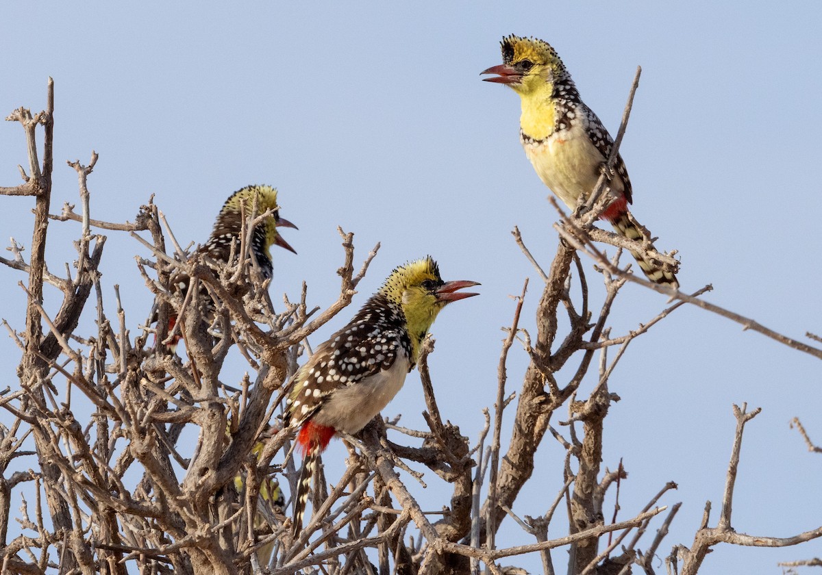Yellow-breasted Barbet - ML640426053