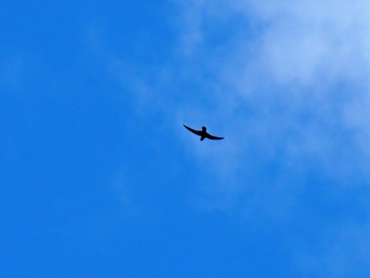 Black Swift - ML640426057