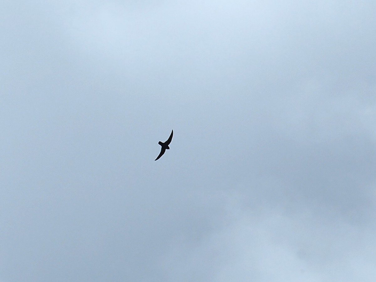 Black Swift - ML640426058