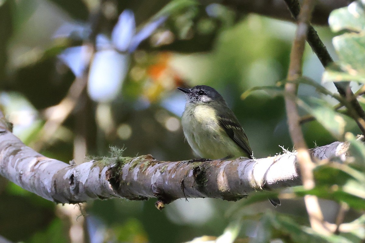 エクアドルヒゲハエトリ - ML640426112