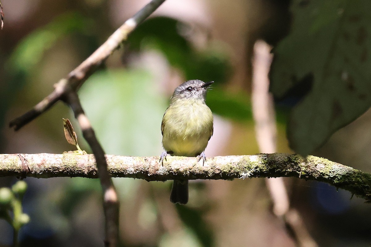 エクアドルヒゲハエトリ - ML640426113