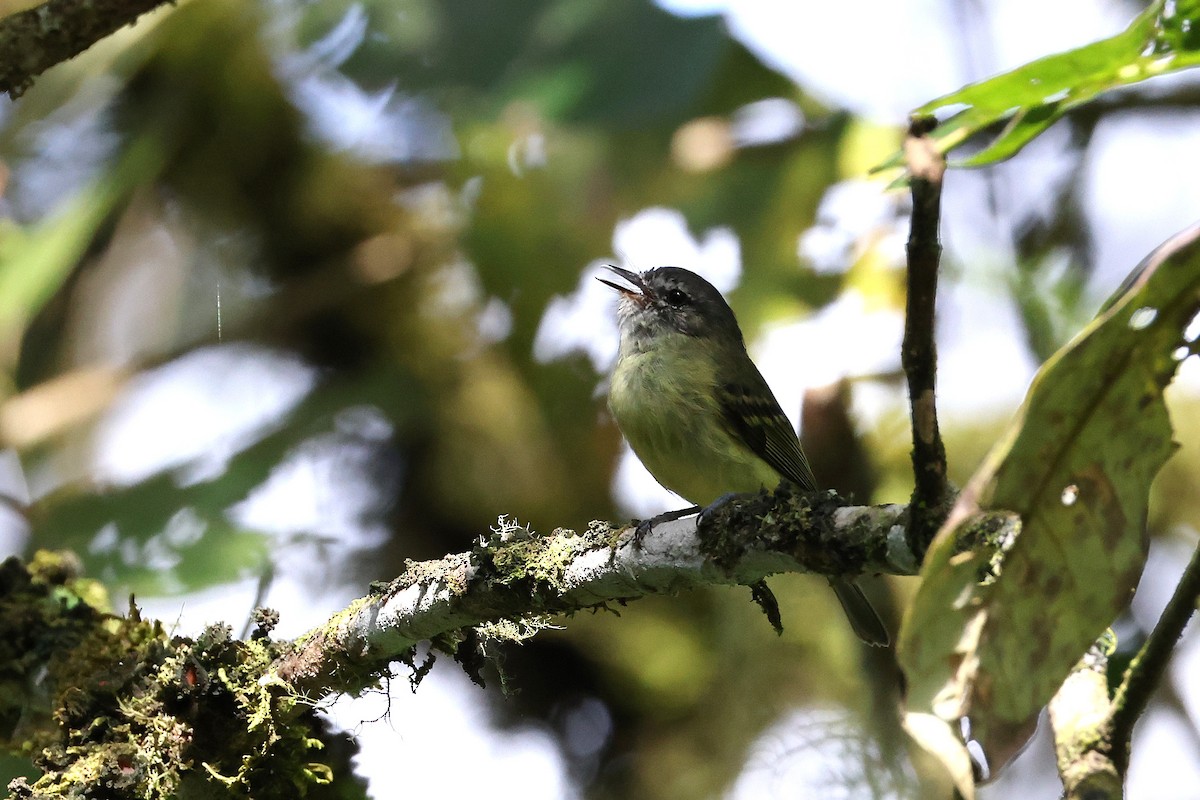 エクアドルヒゲハエトリ - ML640426115