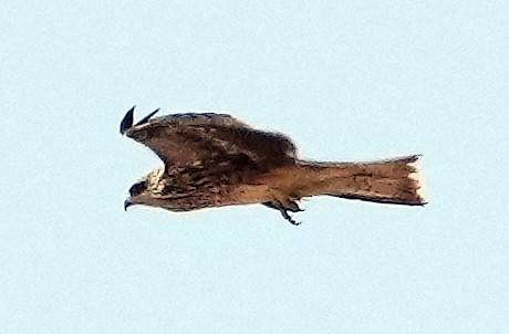 黑鳶 - ML640426118