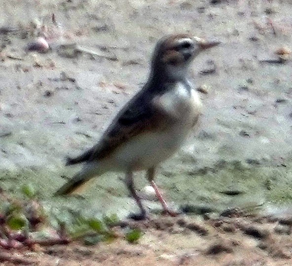 大短趾百靈 - ML640426134