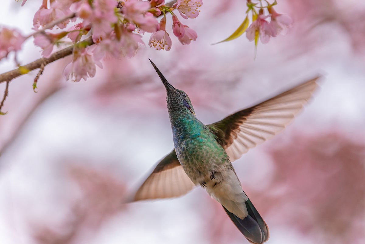 White-vented Violetear - ML640426137