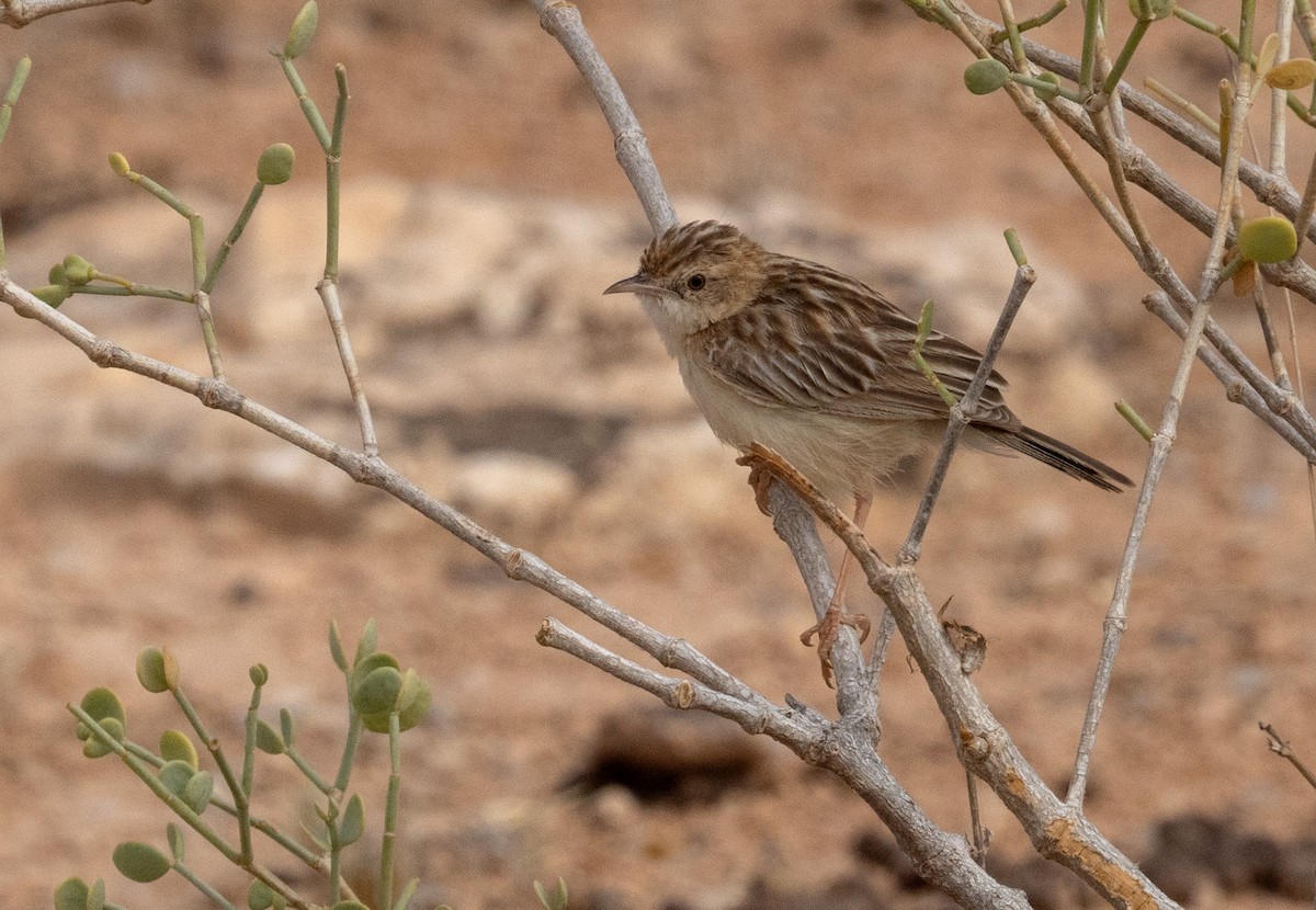 Desert Cisticola - ML640426146