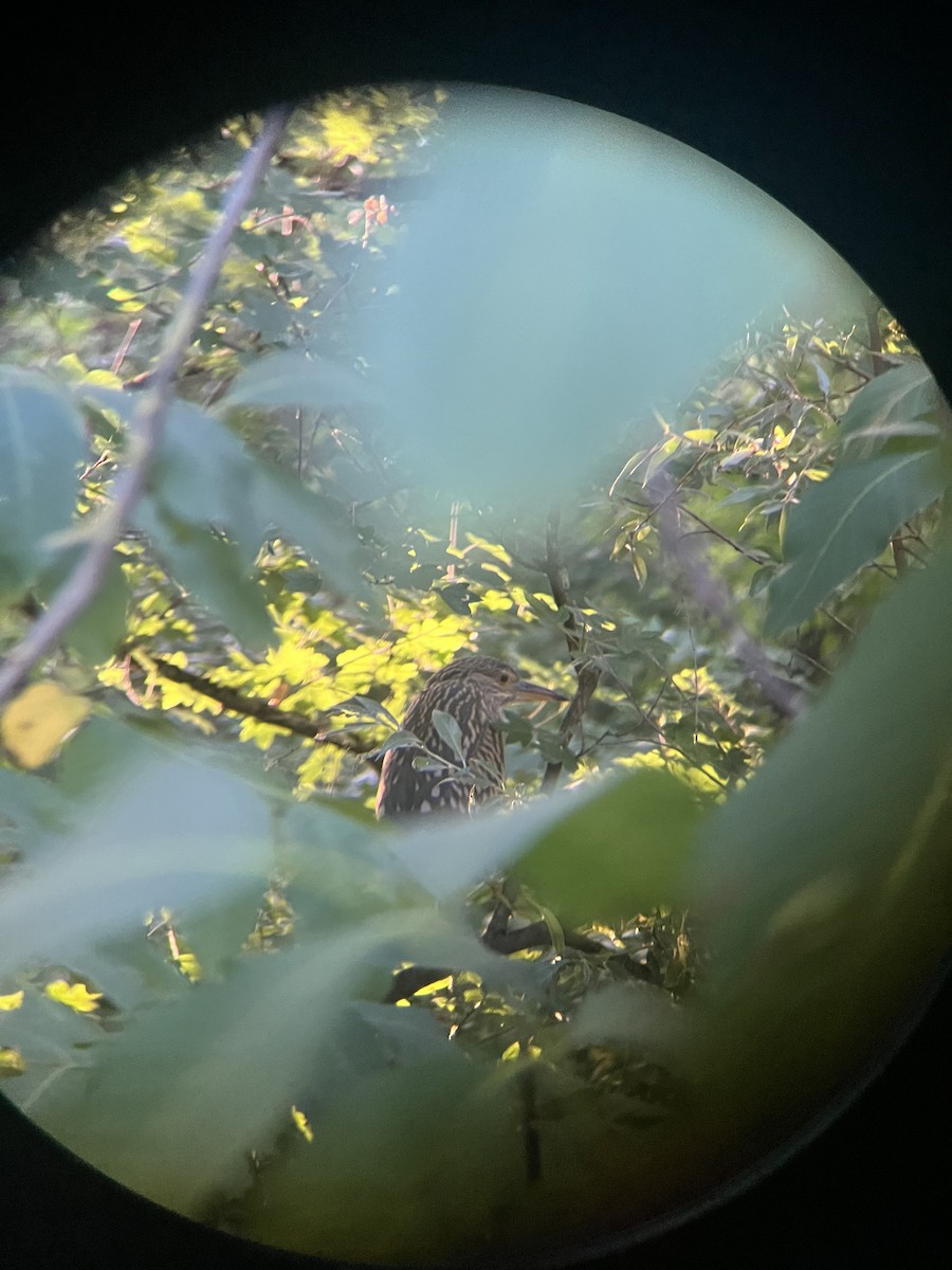 Black-crowned Night Heron - ML640426209