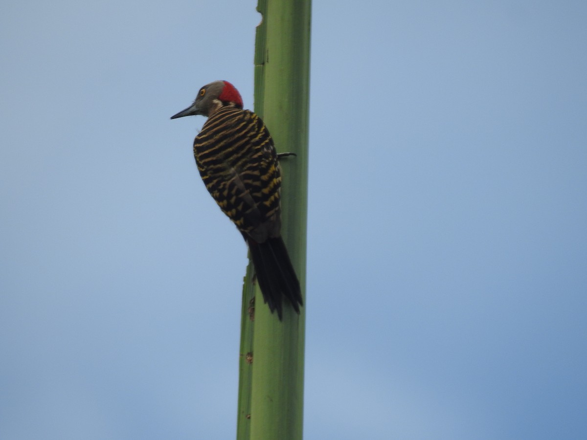 Hispaniolan Woodpecker - ML640426222