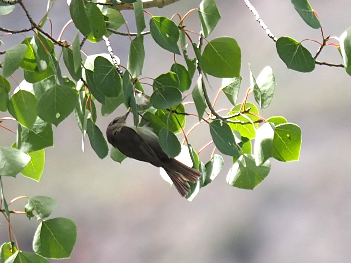 sangvireo - ML640426250