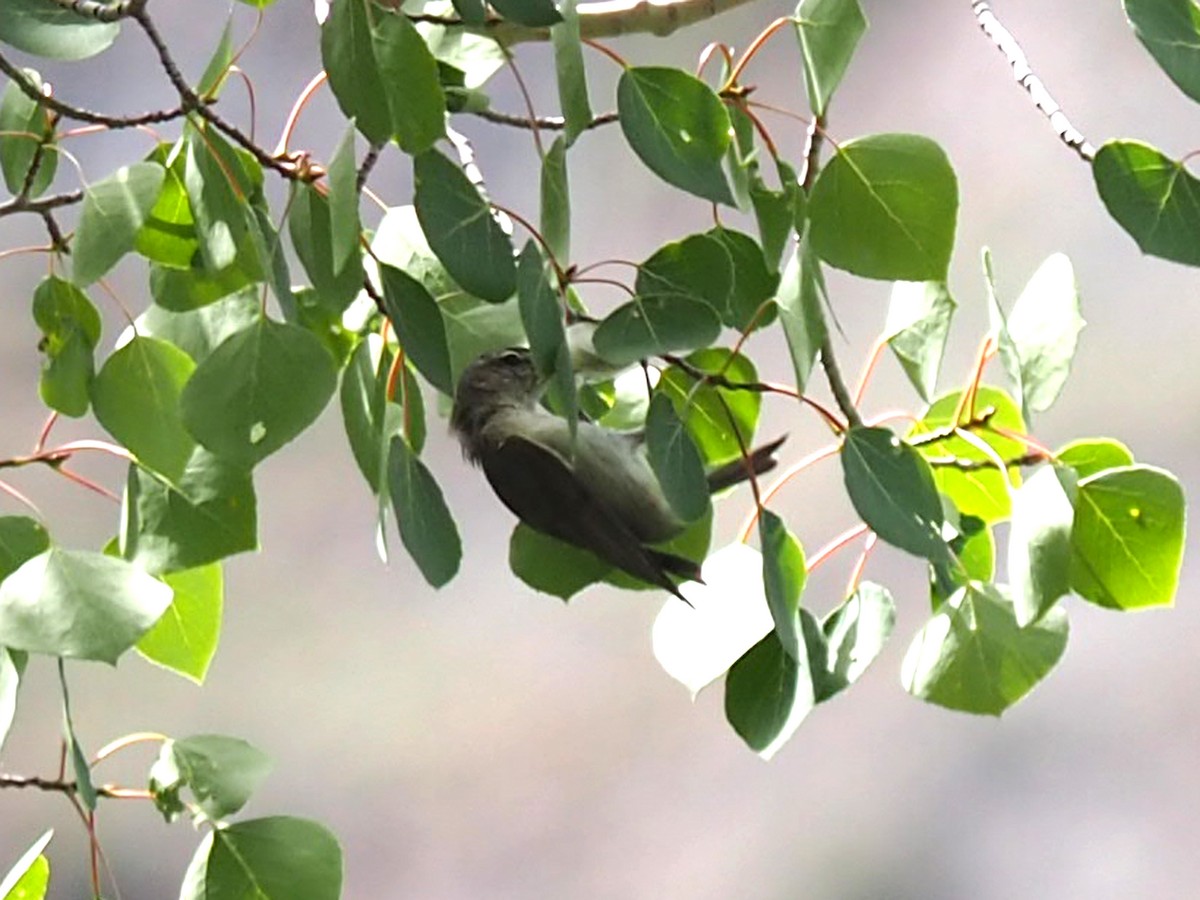 sangvireo - ML640426251