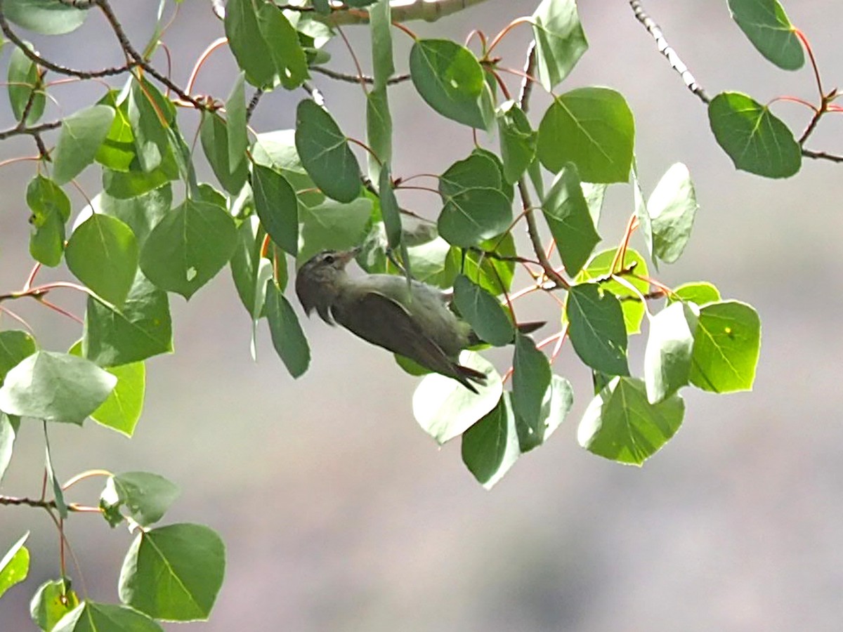 sangvireo - ML640426253