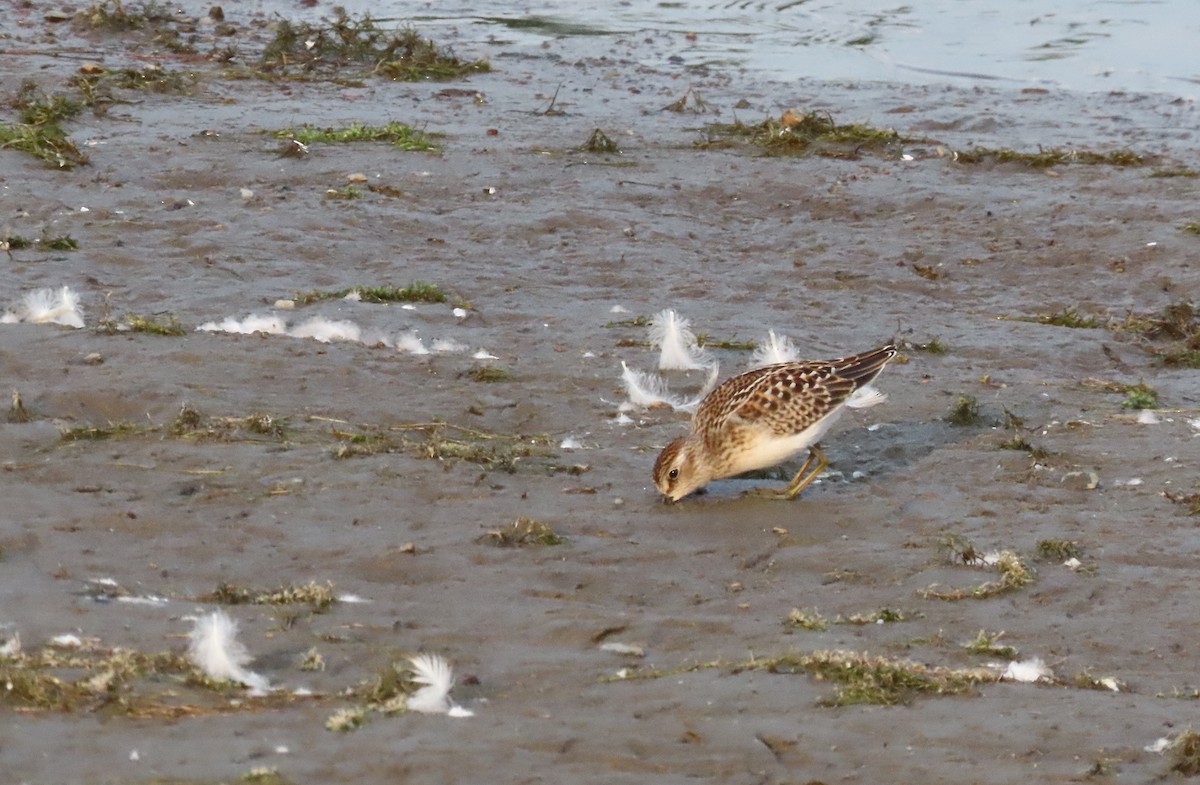 pygmésnipe - ML640426254