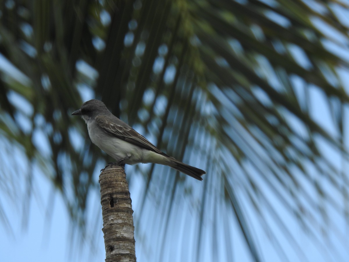 Gray Kingbird - ML640426280