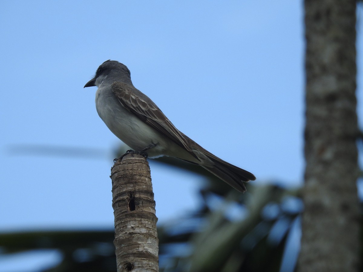 Gray Kingbird - ML640426284