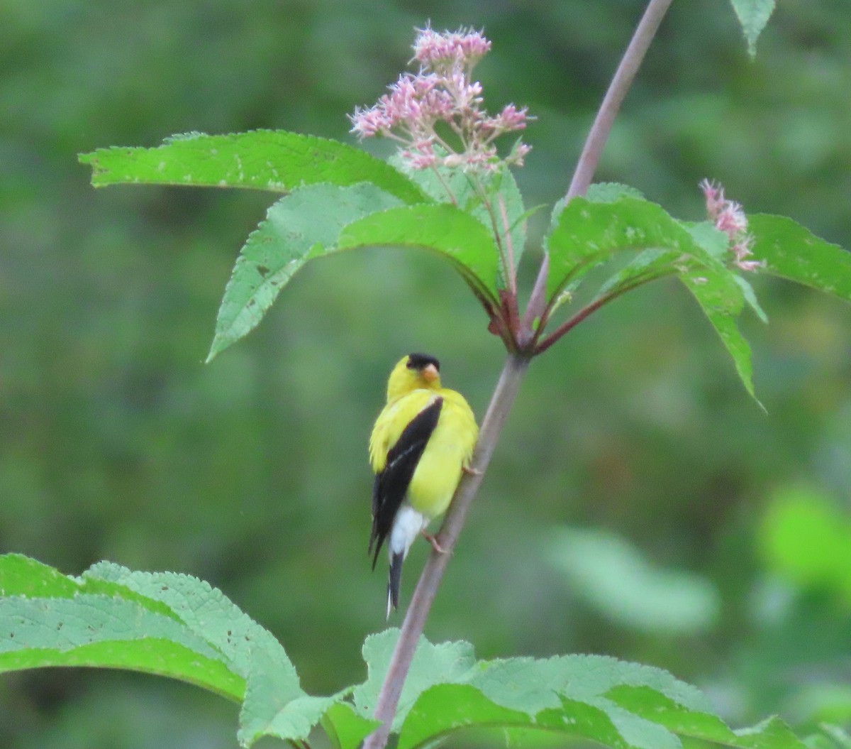 American Goldfinch - ML640426287