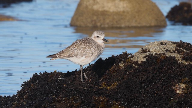 Black-bellied Plover - ML640426299