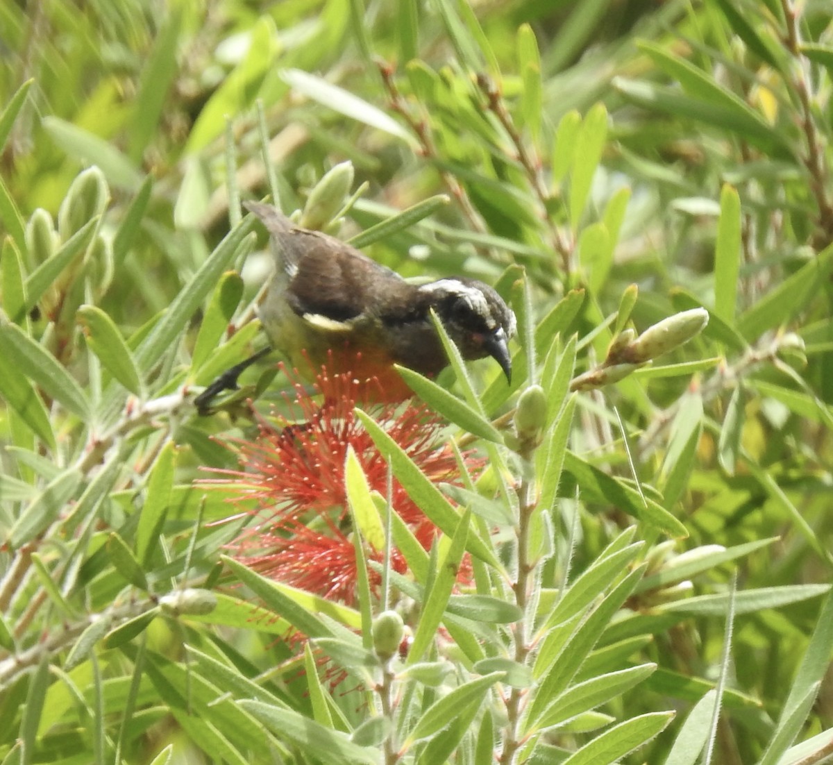 Bananaquit - ML640426354