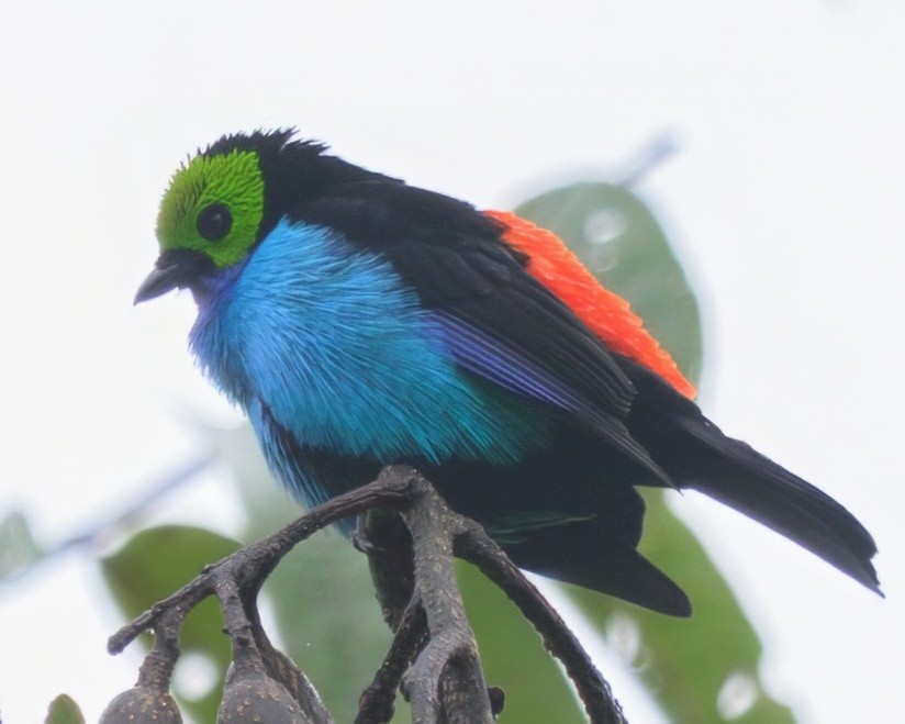 Paradise Tanager - ML640426378