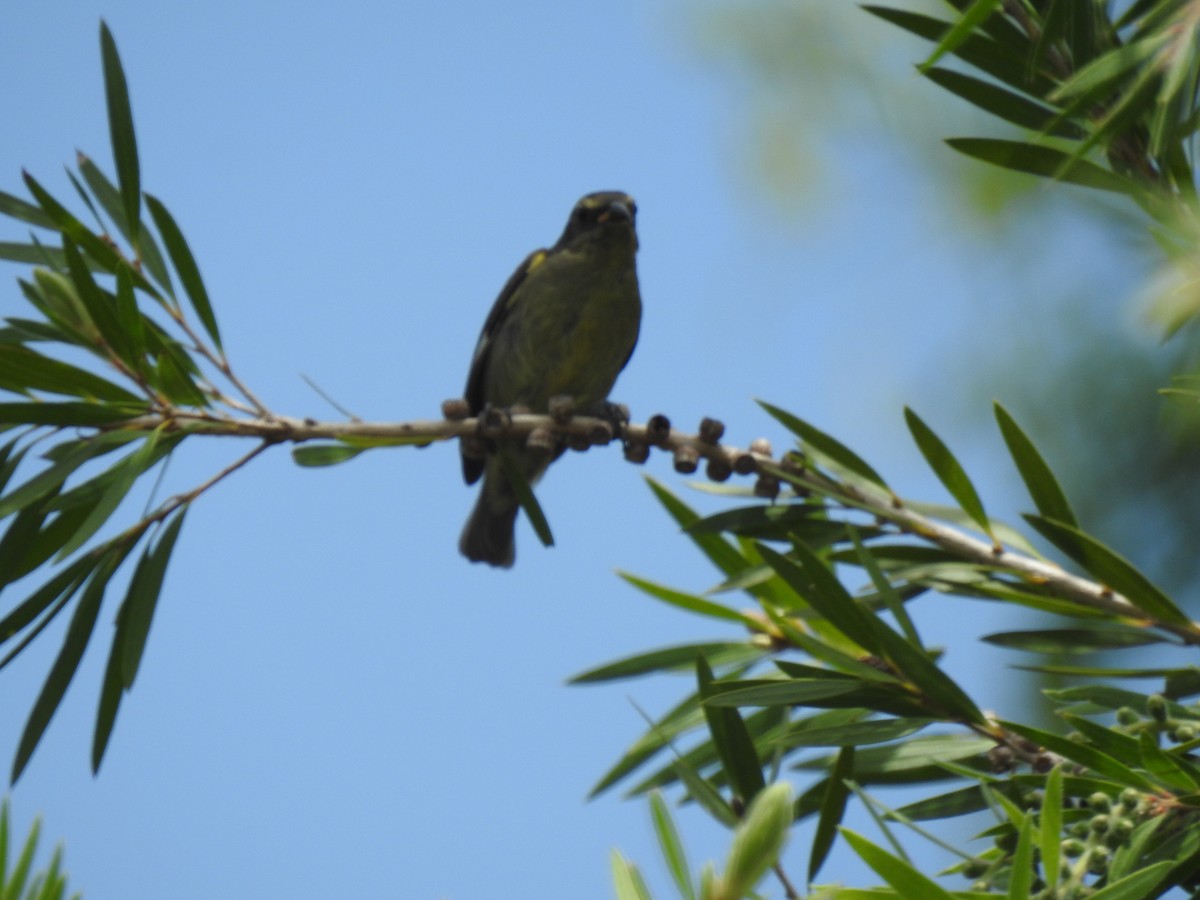 Bananaquit - ML640426393