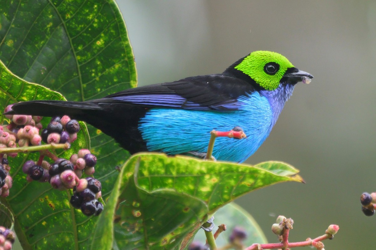 Paradise Tanager - ML640426395