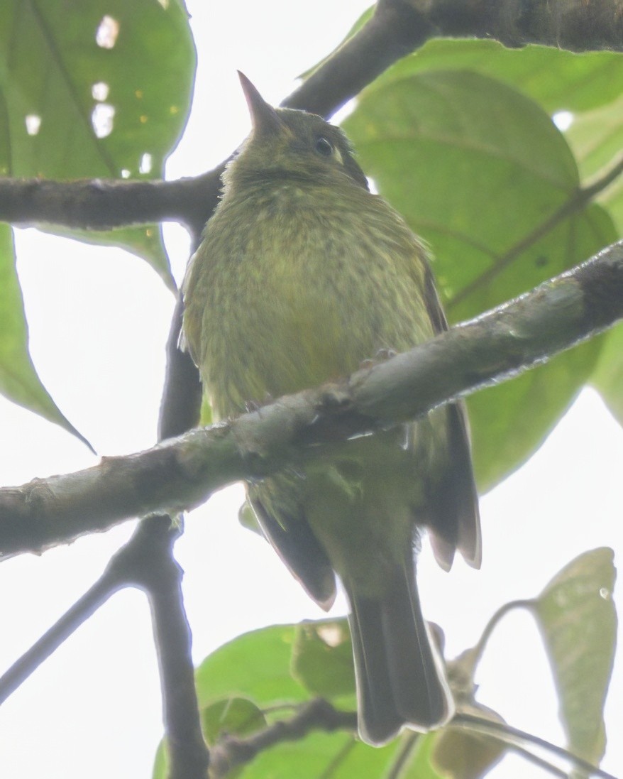 Olive-striped Flycatcher - ML640426435
