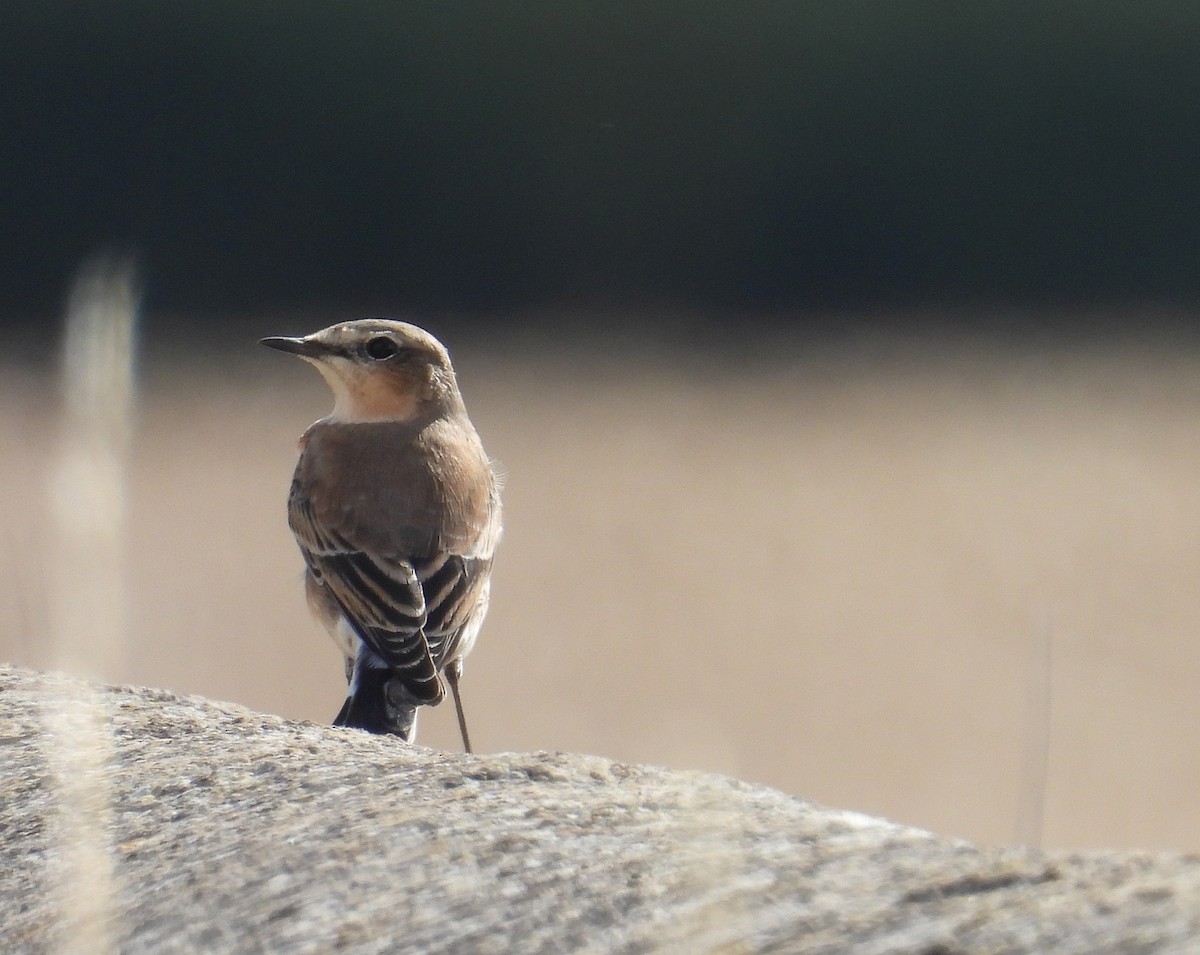 Northern Wheatear - ML640426439