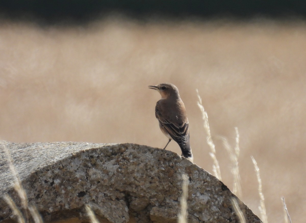 Northern Wheatear - ML640426440