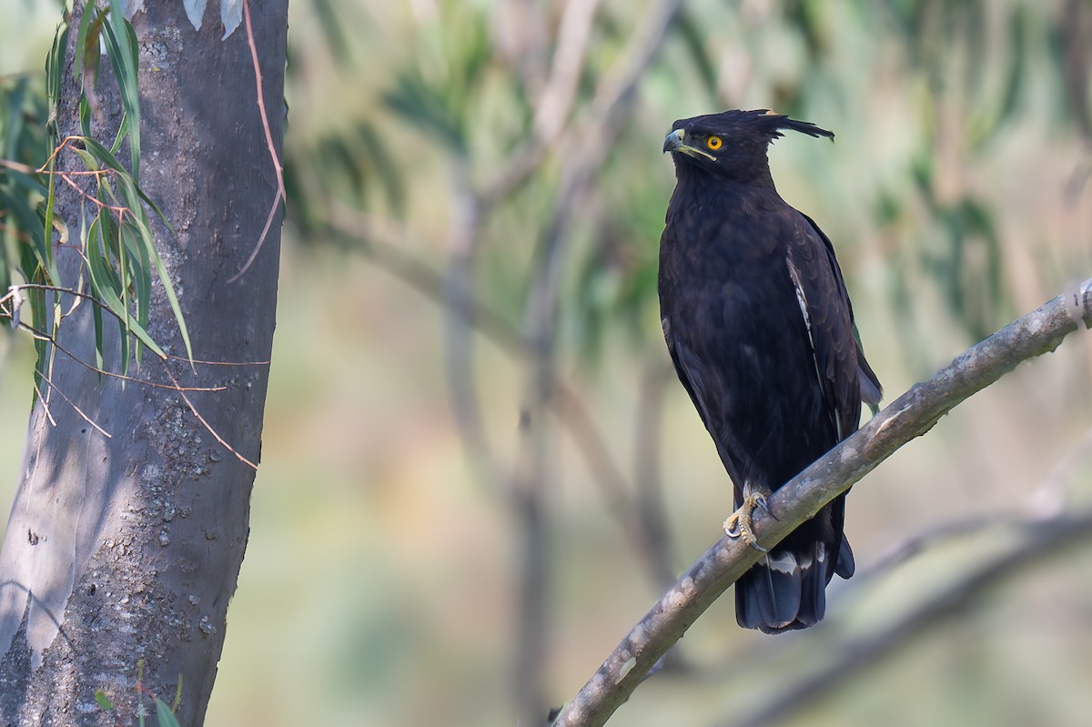 Long-crested Eagle - ML640426554