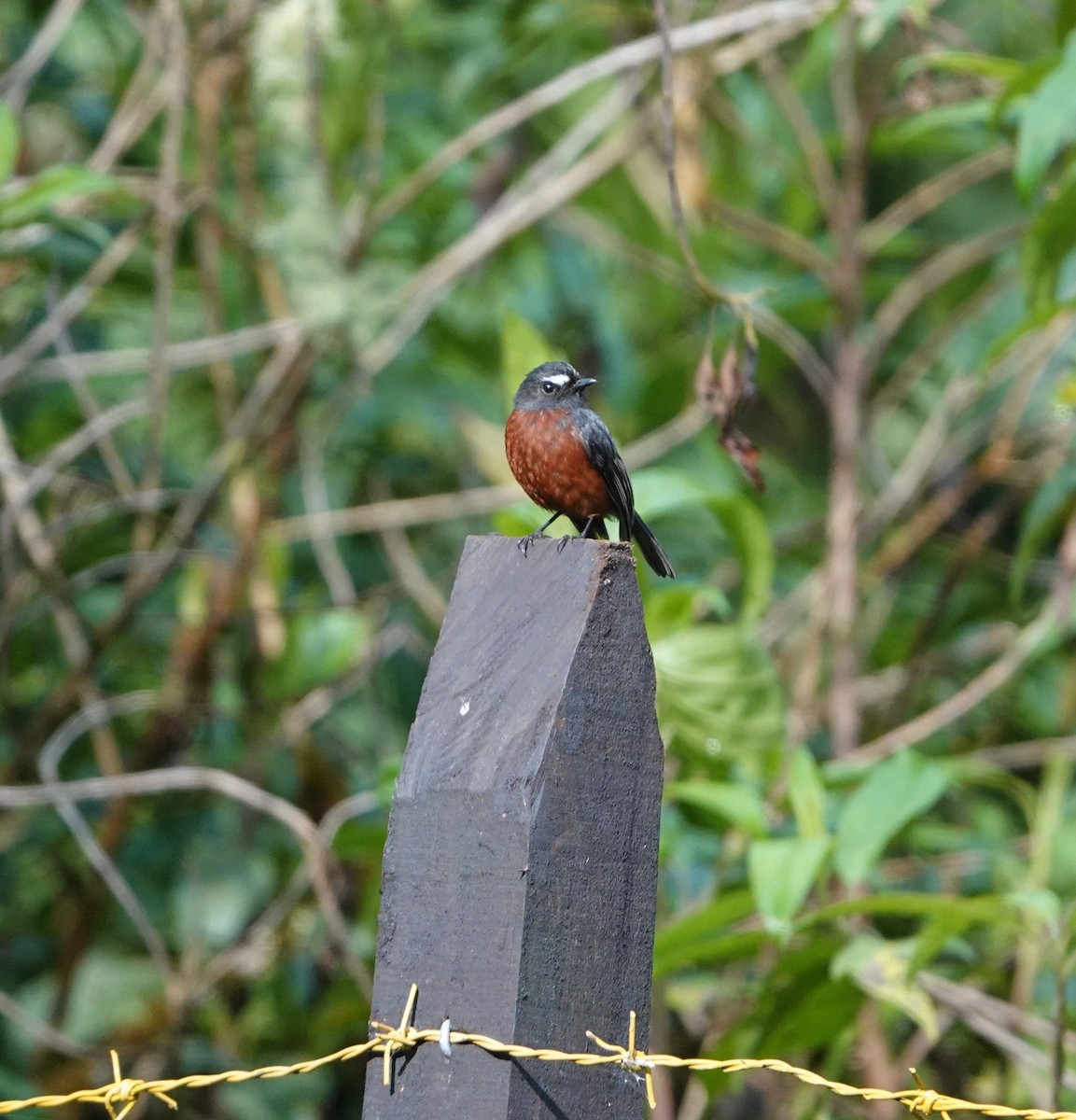 Chestnut-bellied Chat-Tyrant - ML640426575