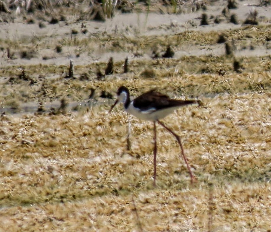 Black-necked Stilt - ML640426586