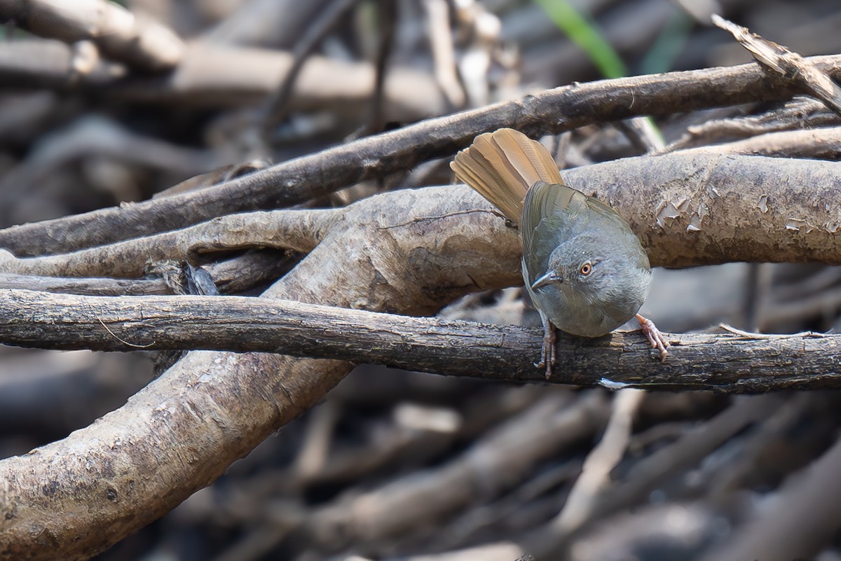 Gray-olive Greenbul - ML640426593