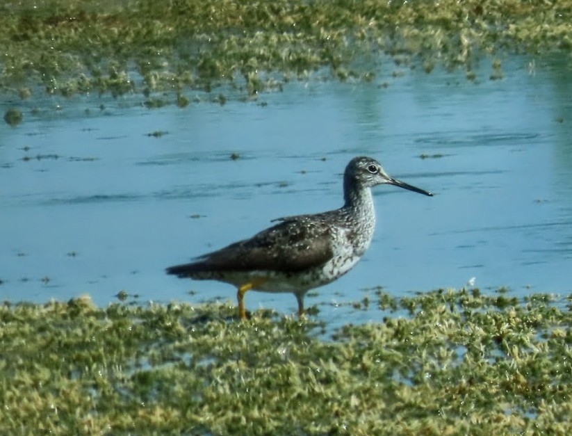 Greater Yellowlegs - ML640426595