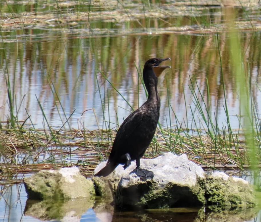 Double-crested Cormorant - ML640426605