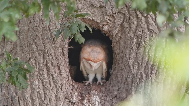 Western Barn Owl - ML640426630