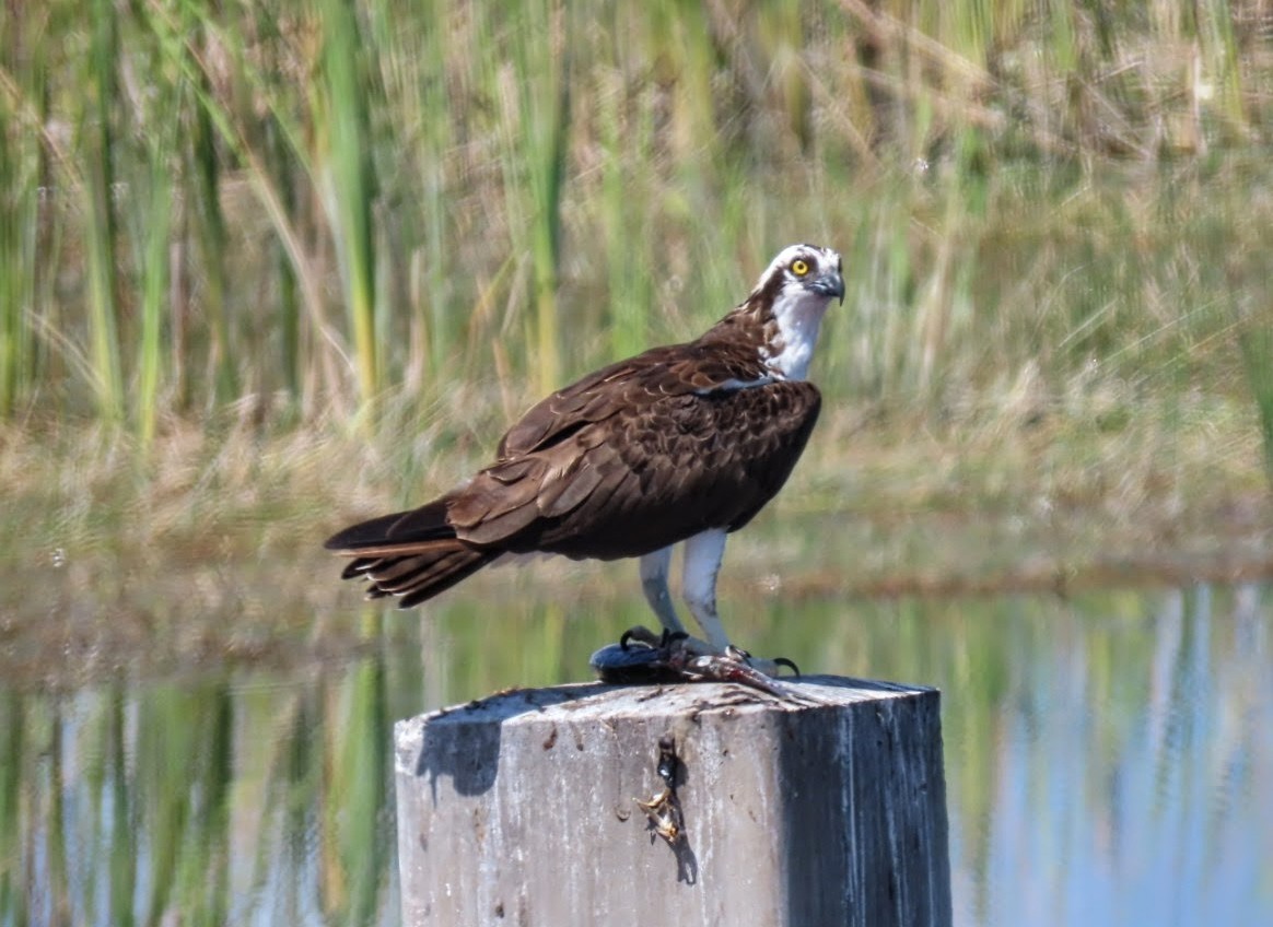 Osprey - ML640426633