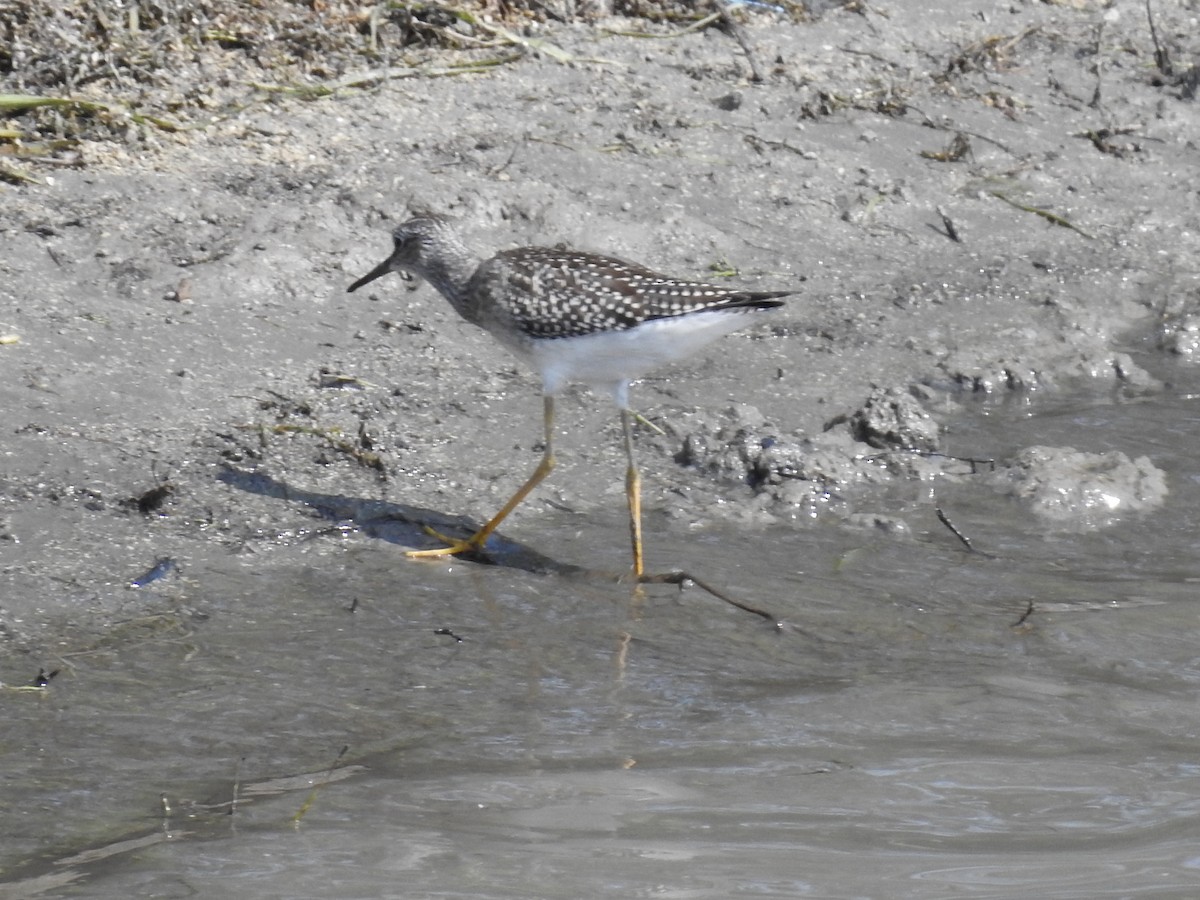 gulbeinsnipe/plystresnipe - ML640426655