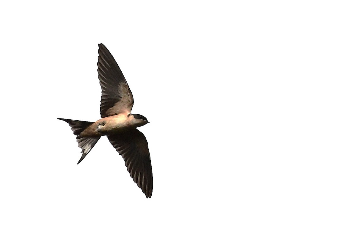 Pied-winged Swallow - ML640426686