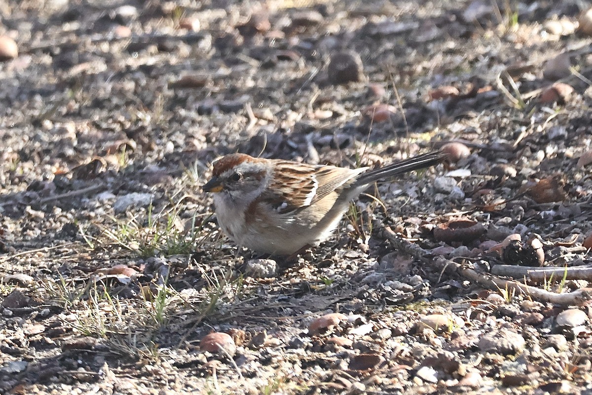 American Tree Sparrow - ML640426802