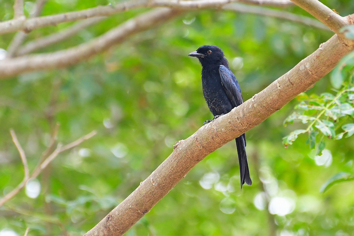 Velvet-mantled Drongo - ML640426806