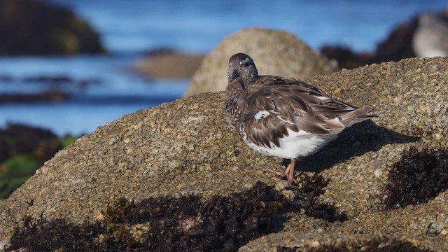 Black Turnstone - ML640426845