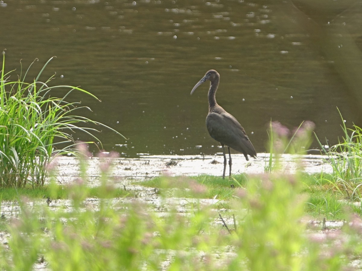 Sichler - ML640426862