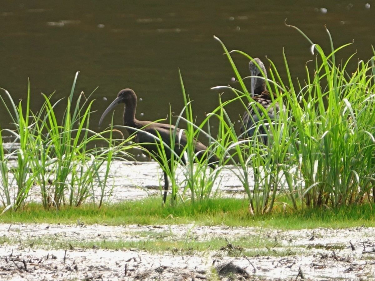 Sichler - ML640426863