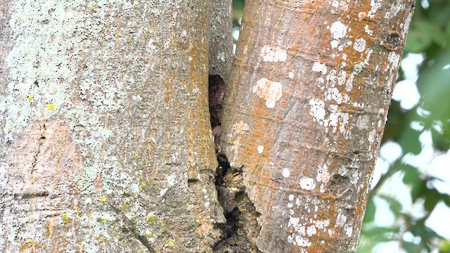 Straight-billed Woodcreeper - ML640426913